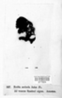 Auricularia auricula-judae image